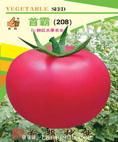 首霸208番茄 首指種業產品中心與電焊網的多維應用