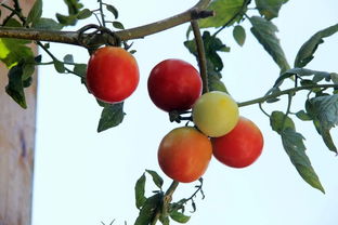 天涯文化騎行記 風行石壁，探訪芳前石村的堅韌與詩意