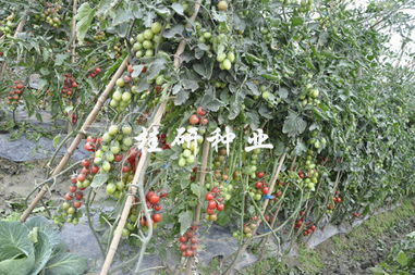 桂研新品添丁成功，粉色水果番茄表現(xiàn)亮眼