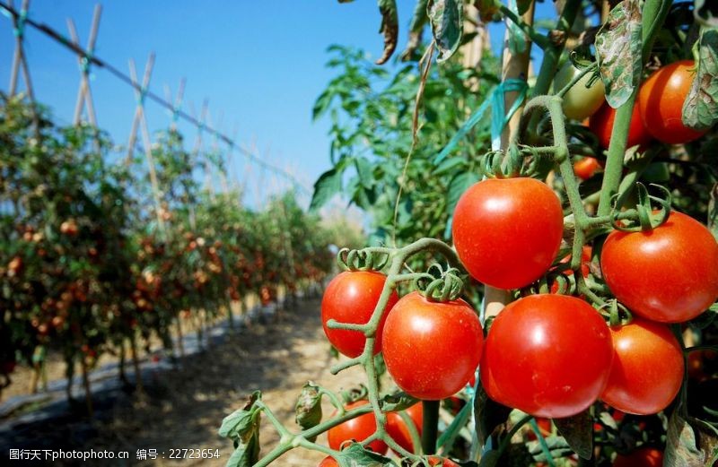 番茄豐收的藝術(shù) 精選西紅柿架圖片素材與實(shí)用搭架指南