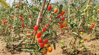 親手摘，親自賣 旭升小學(xué)首屆豐收季的別樣體驗(yàn)